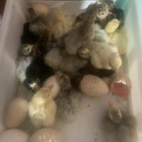 Vari pulcini, galline