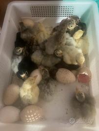 Vari pulcini, galline