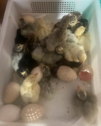 Vari pulcini, galline