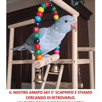 Pappagallo smarrito