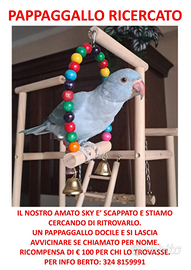 Pappagallo smarrito