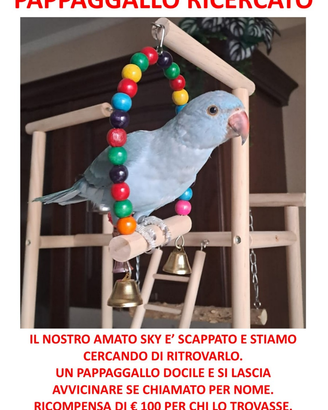 Pappagallo smarrito