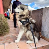 Aalaskan malamute