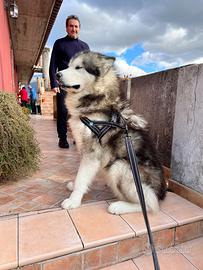 Aalaskan malamute