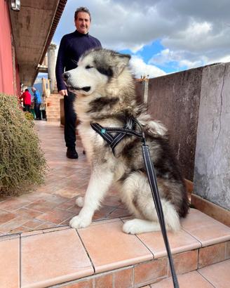 Aalaskan malamute