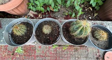 Cactus / Piante grasse (Notocactus / Parodia)