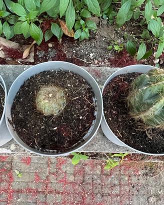 Cactus / Piante grasse (Notocactus / Parodia)