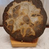 Septaria fossile