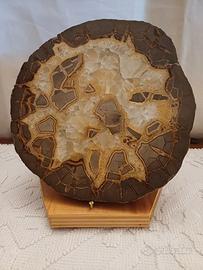 Septaria fossile