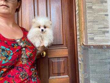 Spitz di pomerania cucciolo