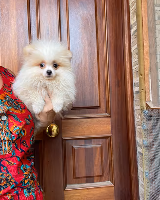 Spitz di pomerania cucciolo