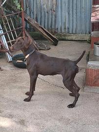 Cane da caccia