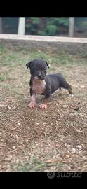 American Pitbull terrier ukc