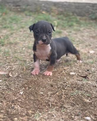American Pitbull terrier ukc
