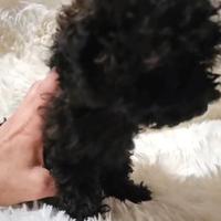 Barboncini toy e mini toy