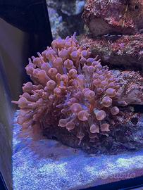 Anemoni