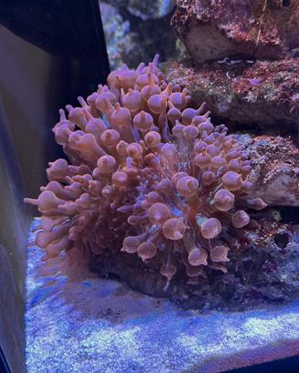 Anemoni