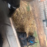 Ultimi staffy bull terrier