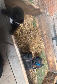 Ultimi staffy bull terrier