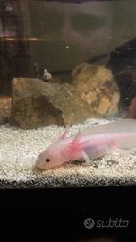 Axolotl