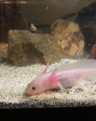 Axolotl