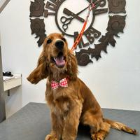 Cuccioli di cocker spaniel inglese