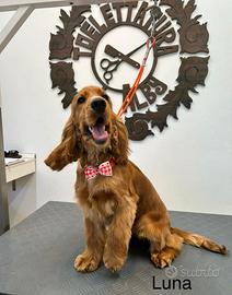 Cuccioli di cocker spaniel inglese