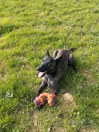 Pastore Olandese maschio