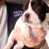 Bulldog francese caille