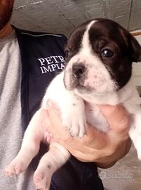 Bulldog francese caille
