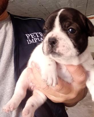Bulldog francese caille