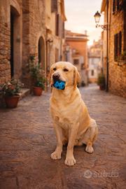 Labrador miele disponibile per accoppiamento