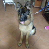 Cane pastore tedesco