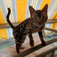 Ultimo gattino Bengala 5 mesi