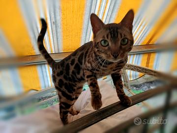 L'ultimissimo gattino Bengala 5 mesi