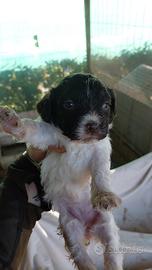 Bracco-Lagotto da tartufo