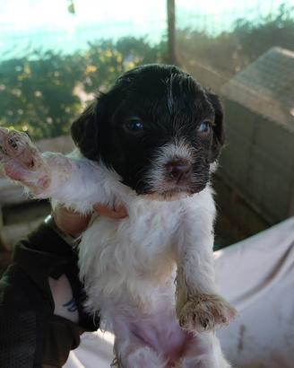 Bracco-Lagotto da tartufo