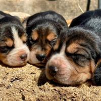 Disponibili cuccioli di Beagle Elisabeth