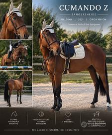 Cavallo da salto