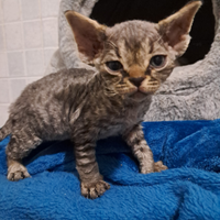 Devon rex