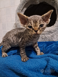 Devon rex