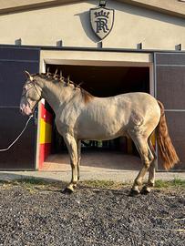 Cavallo Spagnolo PRE