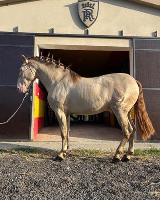 Cavallo Spagnolo PRE