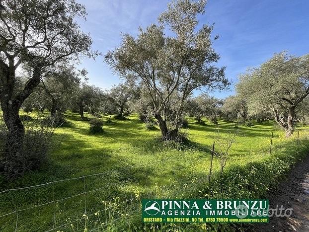 Oristano ULIVETO 1.000 pian PREZZO RIBASSATO - Vista 3