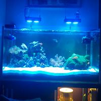 acquario