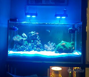 acquario