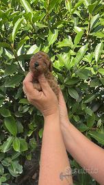 Cuccioli barboncino