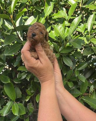 Cuccioli barboncino