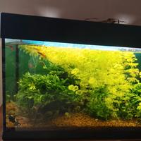 acquario ferplas Dubai 80