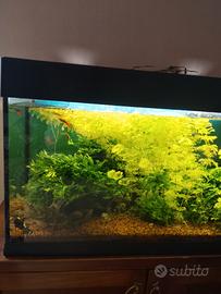 acquario ferplas Dubai 80